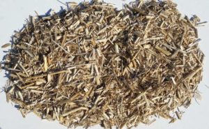 paillage_miscanthus_1 paillage_miscanthus_1